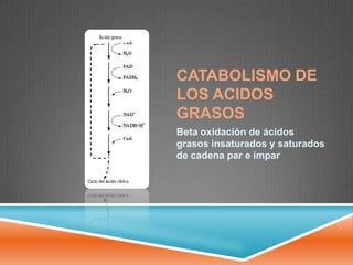CATABOLISMO DE
LOS ACIDOS
GRASOS
Beta oxidación de ácidos
grasos insaturados y saturados
de cadena par e impar

 
