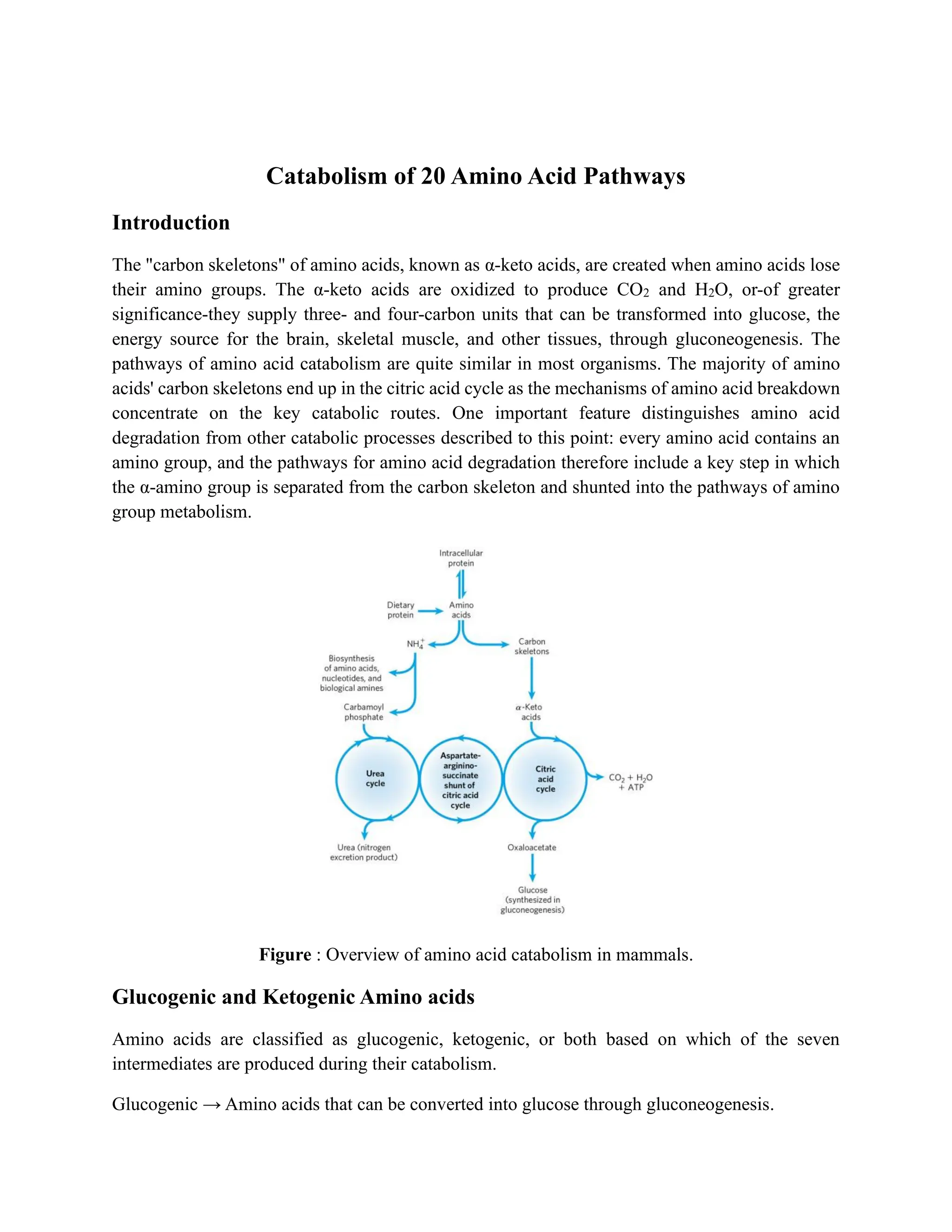 Catabolism of 20 Amino Acid Pathways.pdf