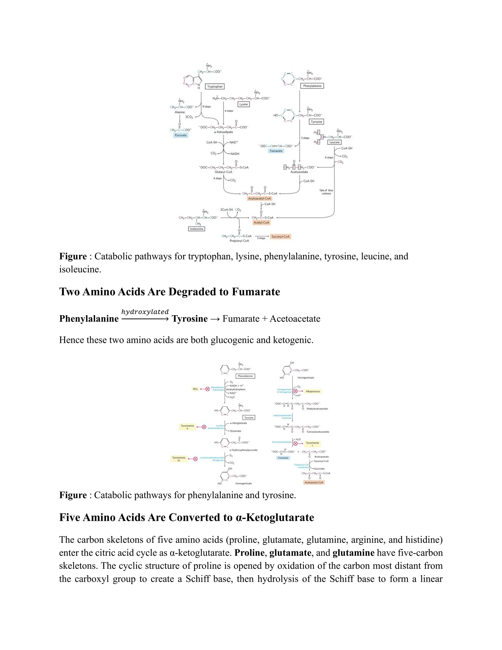 Catabolism of 20 Amino Acid Pathways.pdf