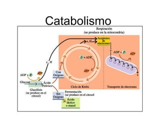 Catabolismo
 