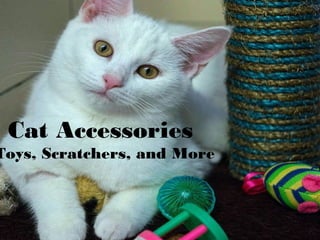 Cat Accessories
Toys, Scratchers, and More
 