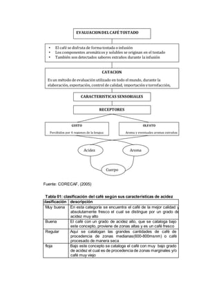 Fuente: CORECAF, (2005)
Tabla 01: clasificación del café según sus características de acidez
clasificación descripción
Muy buena En esta categoría se encuentra el café de la mejor calidad y
absolutamente fresco el cual se distingue por un grado de
acidez muy alto
Buena El café con un grado de acidez alto, que se cataloga bajo
este concepto, proviene de zonas altas y es un café fresco
Regular Aquí se catalogan las grandes cantidades de café de
procedencia de zonas medianas(600-800msnm) o café
procesado de manera seca
floja Bajo este concepto se cataloga el café con muy bajo grado
de acidez el cual es de procedencia de zonas marginales y/o
café muy viejo
EVALUACIONDELCAFÉ TOSTADO
• El café se disfruta de forma tostada o infusión
• Los componentes aromáticos y solubles se originan en el tostado
• También son detectados sabores extraños durante la infusión
CATACION
Es un método de evaluación utilizado en todo el mundo, durante la
elaboración, exportación, control de calidad, importación y torrefacción,
etc.
CARACTERISTICAS SENSORIALES
RECEPTORES
GUSTO
Percibidos por 4 regiones de la lengua
OLFATO
Aroma y eventuales aromas extraños
Acidez
Cuerpo
Aroma
 