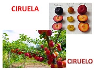 CIRUELA
 