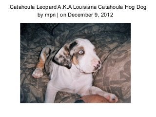 Catahoula Leopard A.K.A Louisiana Catahoula Hog Dog
          by mpn | on December 9, 2012
 