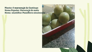 Planta: O maracujá da Caatinga
Nome Popular: Maracujá do mato
Nome científico: Passiflora cincinnata
 