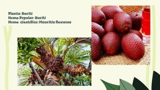 Planta: Buriti
Nome Popular: Buriti
Nome científico: Mauritia flexuosa
 