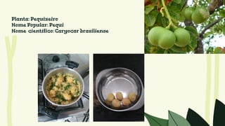 Planta: Pequizeiro
Nome Popular: Pequi
Nome científico: Caryocar brasiliense
 