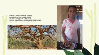 Planta:Umburana de cheiro
Nome Popular: Umburana
Nome científico: Amburana cearensis
 