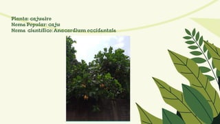 Planta: cajueiro
Nome Popular: caju
Nome científico: Anacardium occidentale
 