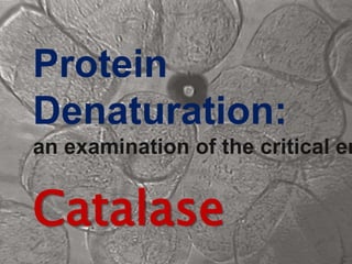 Protein
Denaturation:
an examination of the critical en


Catalase
 