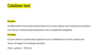 catalase test - principle, procedure, results, uses &... Comprehensive Guide to Catalase Test for Bacterial Identification | PPTX