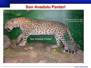 Son Anadolu Panteri




                      Prof.Dr. İbrahim USLU
 