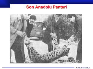 Son Anadolu Panteri




                      Prof.Dr. İbrahim USLU
 