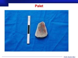 Palet




        Prof.Dr. İbrahim USLU
 