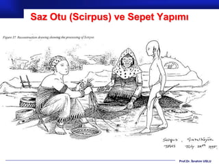 Saz Otu (Scirpus) ve Sepet Yapımı




                               Prof.Dr. İbrahim USLU
 