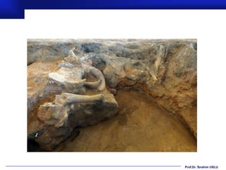 Prof.Dr. İbrahim USLU
 