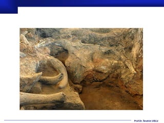 Prof.Dr. İbrahim USLU
 