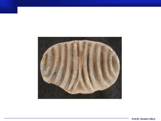 Prof.Dr. İbrahim USLU
 