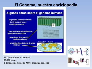El Genoma, nuestra enciclopedia 23 Cromosomas = 23 tomos 25,000 genes 3  Billones de letras de ADN= El código genético 