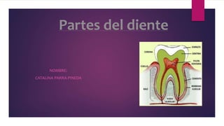 Partes del diente
NOMBRE:
CATALINA PARRA PINEDA
 