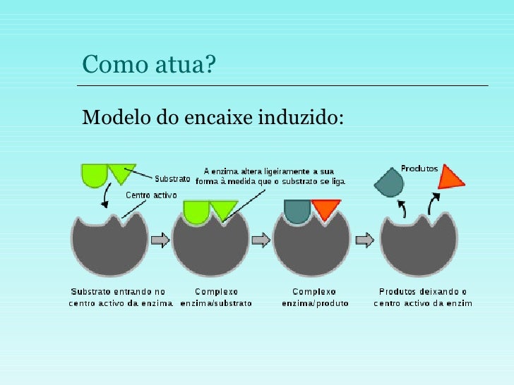 As Enzimas Podem Ser Consideradas Catalisadores Biológicos Justifique