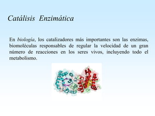 Catálisis Enzimática
En biología, los catalizadores más importantes son las enzimas,
biomoléculas responsables de regular la velocidad de un gran
número de reacciones en los seres vivos, incluyendo todo el
metabolismo.
 