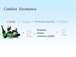 Catálisis Enzimática
+ =
Proteínas
Grasas
Azucares simples
+
Comida + Enzimas = Moléculas pequeñas + Enzimas
 