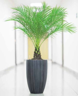 Nobilis Marco 2013