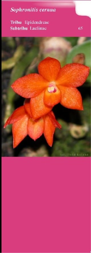 Catalogo de patterns decorativos