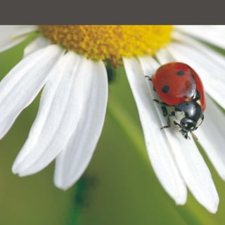 Efit Official Brochure