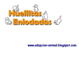 www.adopcion-animal.blogspot.com   