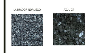 LABRADOR NORUEGO AZUL GT
 