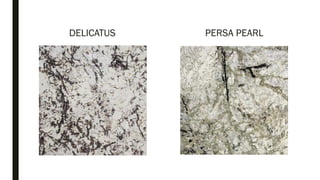 DELICATUS PERSA PEARL
 