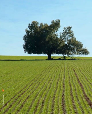 6
    |   O q u e é a B i ovi l l a?   |
 