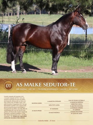 01                 AS MALKE SEDUTOR-TE
                      SBB: B269661 | RP: 787 | COLORADA REQUEIMADA | Macho | 10/11/2007


Grande Campeão da Expointer 2011
e Grande Campeão da FICCC 2012. Na
primeira exposição em que seus filhos
                                                                                            CASAS DE POLPAICO ESTRIBILLO
participaram, destacaram-se vários ani-                            LA AMANECIDA ESPERANDO
mais, dentre eles AS Malke Vulto, Cam-        MACKENNA GUINDO
                                                                                              LA AMANECIDA EMPEÑOSA
peão Incentivo Uruguaiana 2012. Seu pai                                                         CORRENTOSO CHOCLO
                                                                     MARIA PINTO GUINDA
MACKENNA GUINDO vem se destacando                                                             EL ABASTERO HECHICERA
através da performance morfológica e
                                                                                               LA INVERNADA HORNERO
funcional de seus filhos. Sua mãe, filha do                            BT HOSPEDEIRO
multifinalista do Freio de Ouro BT Hos-                                                            BT CAMPESINA
                                              AS MALKE OPINIÃO
pedeiro, foi Reservada Grande Campeã da                                                        AS MALKE FALTA INVIDO
                                                                     AS MALKE INOCÊNCIA
Expointer e produziu também o 3º Me-                                                            BT GAJETA DO JUNCO
lhor Macho da Expointer 2011, AS Malke
Tormento - TE. Venda de 4 (quatro)
cotas de 5% (cinco por cento).

                                                       Cabanha Malke - 25 Anos
 