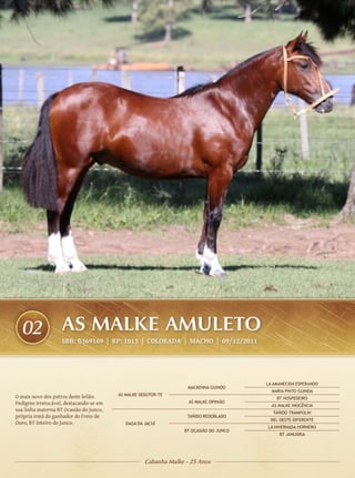 02                AS MALKE AMULETO
                    SBB: B369169 | RP: 1015 | COLORADA | Macho | 09/12/2011




                                                                                       LA AMANECIDA ESPERANDO
                                                                   MACKENNA GUINDO
                                                                                         MARIA PINTO GUINDA
O mais novo dos potros deste leilão.     AS MALKE SEDUTOR-TE
                                                                                           BT HOSPEDEIRO
Pedigree irretocável, destacando-se em                             AS MALKE OPINIÃO
                                                                                         AS MALKE INOCÊNCIA
sua linha materna BT Ocasião do Junco,
                                                                                         TAÑIDO TRAMPOLIN
própria irmã do ganhador do Freio de                              TAÑIDO REDOBLADO
                                                                                        DEL OESTE DIFERENTE
Ouro, BT Inteiro do Junco.                  DAGA DA JACUÍ
                                                                                       LA INVERNADA HORNERO
                                                                 BT OCASIÃO DO JUNCO
                                                                                            BT JANUÁRIA




                                                    Cabanha Malke - 25 Anos
 