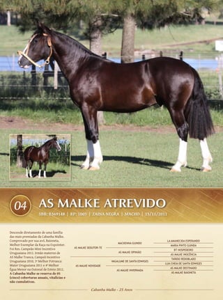 04                AS MALKE ATREVIDO
                    SBB: B369148 | RP: 1005 | ZAINA NEGRA | Macho | 15/11/2011



Descende diretamente de uma família
das mais premiadas da Cabanha Malke.
Comprovado por sua avó, Baioneta,                                                            LA AMANECIDA ESPERANDO
                                                                    MACKENNA GUINDO
Melhor Exemplar da Raça na Expointer.                                                          MARIA PINTO GUINDA
Foi Res. Campeão Mini Incentivo           AS MALKE SEDUTOR-TE
                                                                                                  BT HOSPEDEIRO
Uruguaiana 2012. Irmão materno de                                   AS MALKE OPINIÃO
                                                                                               AS MALKE INOCÊNCIA
AS Malke Tranca, Campeã Incentivo
                                                                                                TAÑIDO REDOBLADO
Uruguaiana 2010, 3ª Melhor Potranca                             VAGALUME DE SANTA EDWIGES
                                                                                            LUA CHEIA DE SANTA EDWIGES
Maior Uruguaiana 2011 e 4ª Melhor         AS MALKE NOVIDADE
                                                                                               AS MALKE DESTINADO
Égua Menor na Outonal de Esteio 2012.                              AS MALKE INVERNADA
A Cabanha Malke se reserva de 05                                                                AS MALKE BAIONETA
(cinco) coberturas anuais, vitalícias e
não cumulativas.

                                                     Cabanha Malke - 25 Anos
 