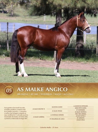05                 AS MALKE ANGICO
                     SBB: B369145 | RP: 1002 | DOURADILHA | Macho | 06/11/2011




                                                                                          LA AMANECIDA ESPERANDO
                                                                    MACKENNA GUINDO
Pura genética funcional! Sua mãe,                                                           MARIA PINTO GUINDA
AS Malke Gardênia, é própria irmã         AS MALKE SEDUTOR-TE
                                                                                              BT HOSPEDEIRO
de AS Malke Cartucho, e concentra                                   AS MALKE OPINIÃO
                                                                                            AS MALKE INOCÊNCIA
o melhor das linhagens campeãs na
                                                                                            TREN TREN ARREBOL
raça. Gardênia foi 3ª colocada na prova                           LA INVERNADA HORNERO
                                                                                             ACULEO NUTRIA II
Governador do Estado, em Esteio 2002,      AS MALKE GARDÊNIA
                                                                                               BT SARGENTO
e primeira credenciada em Bagé 2007.                             BT DESGARRADA DO JUNCO
                                                                                              ACULEO OPACA




                                                     Cabanha Malke - 25 Anos
 