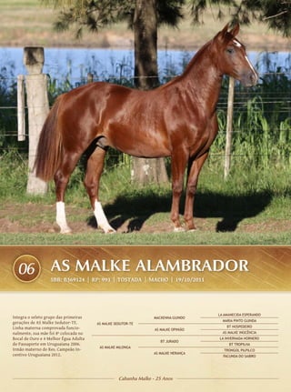 06               AS MALKE ALAMBRADOR
                   SBB: B369124 | RP: 993 | TOSTADA | Macho | 19/10/2011




                                                                                    LA AMANECIDA ESPERANDO
Integra o seleto grupo das primeiras                             MACKENNA GUINDO
                                                                                      MARIA PINTO GUINDA
gerações de AS Malke Sedutor-TE.       AS MALKE SEDUTOR-TE
Linha materna comprovada funcio-                                                        BT HOSPEDEIRO
                                                                 AS MALKE OPINIÃO
nalmente, sua mãe foi 8º colocada no                                                  AS MALKE INOCÊNCIA
Bocal de Ouro e 4 Melhor Égua Adulta                                                LA INVERNADA HORNERO
                                                                    BT JURADO
do Passaporte em Uruguaiana 2006.                                                        BT TROPILHA
                                        AS MALKE MILONGA
Irmão materno do Res. Campeão In-                                                      TRONGOL PILPILCO
centivo Uruguaiana 2012.                                         AS MALKE HERANÇA
                                                                                      FACUNDA DO SAIBRO




                                                  Cabanha Malke - 25 Anos
 
