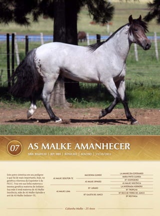 07                AS MALKE AMANHECER
                    SBB: B369120 | RP: 989 | ROSILHA | Macho | 13/10/2011




                                                                                       LA AMANECIDA ESPERANDO
Este potro sintetiza em seu pedigree                              MACKENNA GUINDO
                                                                                         MARIA PINTO GUINDA
o que há de mais importante, hoje, na   AS MALKE SEDUTOR-TE
genética vitoriosa da Expointer e da                                                       BT HOSPEDEIRO
                                                                  AS MALKE OPINIÃO
FICCC. Traz em sua linha materna a                                                       AS MALKE INOCÊNCIA
mesma genética materna de Sedutor.                                                      LA INVERNADA HORNERO
                                                                     BT JURADO
Sua mãe é irmã materna de AS Malke                                                          BT TROPILHA
                                           AS MALKE LUNA
Inocência, mãe de AS Malke Opinião e                                                  BT BICO DE FERRO DO JUNCO
avó de AS Malke Sedutor–TE.                                      BT GAJETA DO JUNCO
                                                                                             BT RESTINGA




                                                   Cabanha Malke - 25 Anos
 