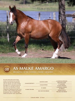08               AS MALKE AMARGO
                   SBB: B369116 | RP: 987 | GATEADA | Macho | 08/10/2011




Dos mais destacados potros deste
remate. Encontramos em sua linha                                                          LA AMANECIDA ESPERANDO
                                                                  MACKENNA GUINDO
materna uma das mais importantes                                                            MARIA PINTO GUINDA
mães da cabanha. Sua irmã, AS Malke     AS MALKE SEDUTOR-TE
                                                                                              BT HOSPEDEIRO
Rancagua, foi 4ª colocada no Bocal de                             AS MALKE OPINIÃO
                                                                                            AS MALKE INOCÊNCIA
Ouro 2012 e 8ª colocada no Freio de
                                                                                          LA INVERNADA HORNERO
Ouro 2012. Sua mãe foi Res. Grande                                   BT JURADO
                                                                                               BT TROPILHA
Campeã de Uruguaiana por duas vezes,    AS MALKE JÓIA RARA
                                                                                             TRONGOL PILPILCO
em 2003 e 2005, 4ª Melhor Égua Menor                           ROSI 1044 DE SÃO BIBIANO
da Expointer 2003 e 4ª Melhor Égua                                                        ROSI 686 DE SÃO BIBIANO
Adulta da Expointer 2005. Amanusiado.


                                                   Cabanha Malke - 25 Anos
 
