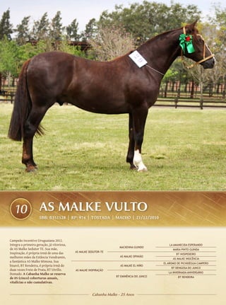 10                 AS MALKE VULTO
                     SBB: B351128 | RP: 974 | TOSTADA | Macho | 21/12/2010




Campeão Incentivo Uruguaiana 2012.
Integra a primeira geração, já vitoriosa,                                                        LA AMANECIDA ESPERANDO
                                                                        MACKENNA GUINDO
de AS Malke Sedutor TE. Sua mãe,                                                                    MARIA PINTO GUINDA
Inspiração, é própria irmã de uma das       AS MALKE SEDUTOR-TE
                                                                                                      BT HOSPEDEIRO
melhores mães da Estância Vendramin,                                    AS MALKE OPINIÃO
                                                                                                    AS MALKE INOCÊNCIA
a fantástica AS Malke Mimosa. Sua
                                                                                              EL AROMO DE PICHIDÉGUA CAMPERO
bisavó, BT Rendeira, é própria irmã do                                  AS MALKE EL NIÑO
                                                                                                   BT DENGOSA DO JUNCO
duas vezes Freio de Prata, BT Utrillo.      AS MALKE INSPIRAÇÃO
                                                                                                 LA INVERNADA ANIVERSÁRIO
Domado. A Cabanha Malke se reserva                                	
                                                                      BT EMINÊNCIA DO JUNCO
de 05 (cinco) coberturas anuais,                                                                       BT RENDEIRA
vitalícias e não cumulativas.


                                                       Cabanha Malke - 25 Anos
 