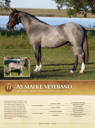11               AS MALKE VETERANO
                   SBB: B363864 | RP: 958 | ROSILHA | Macho | 20/11/2010




Da primeira geração de Sedutor, potro
já premiado, 3º Melhor Incentivo, com                                                   LA AMANECIDA ESPERANDO
                                                                   MACKENNA GUINDO
uma linha materna fantástica, que                                                         MARIA PINTO GUINDA
concentra a essência da criação BT       AS MALKE SEDUTOR-TE
                                                                                             BT HOSPEDEIRO
em todos os tempos, sua mãe é irmã                                 AS MALKE OPINIÃO
                                                                                          AS MALKE INOCÊNCIA
inteira de BT Dengosa do Junco, mãe
                                                                                           TREN TREN ARREBOL
da finalista do Freio de Ouro AS Malke                           LA INVERNADA HORNERO
                                                                                            ACULEO NUTRIA II
Garoa de Prata e dos reprodutores AS      BT JACA DO JUNCO
                                                                                        LA INVERNADA ANIVERSÁRIO
Malke El Niño, AS Malke Jango, AS                                     BT NAVALHA
Malke Negro Taura e AS Malke Impulso.                                                        BT GUAJUVIRA
Amanunsiado.


                                                    Cabanha Malke - 25 Anos
 