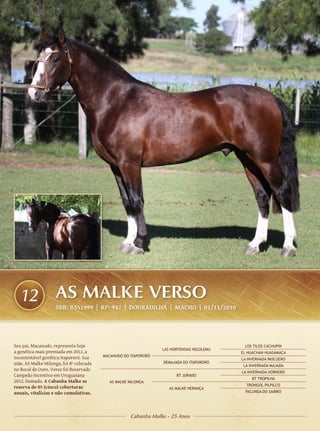 12                AS MALKE VERSO
                    SBB: B351099 | RP: 947 | DOURADILHA | Macho | 01/11/2010




Seu pai, Macanudo, representa hoje                                                          LOS TILOS CACHUPIN
                                                                 LAS HORTENSIAS RIGOLEMU
a genética mais premiada em 2012, a                                                        EL HUACHAN HUASAMACA
incontestável genética Itapororó. Sua    MACANUDO DO ITAPORORÓ
                                                                                           LA INVERNADA PASCUERO
mãe, AS Malke Milonga, foi 8ª colocada                           DEMAJADA DO ITAPORORÓ
                                                                                            LA INVERNADA MAJADA
no Bocal de Ouro. Verso foi Reservado
                                                                                           LA INVERNADA HORNERO
Campeão Incentivo em Uruguaiana                                        BT JURADO
                                                                                                BT TROPILHA
2012. Domado. A Cabanha Malke se           AS MALKE MILONGA
                                                                                             TRONGOL PILPILCO
reserva de 05 (cinco) coberturas                                    AS MALKE HERANÇA
anuais, vitalícias e não cumulativas.                                                       FACUNDA DO SAIBRO




                                                     Cabanha Malke - 25 Anos
 