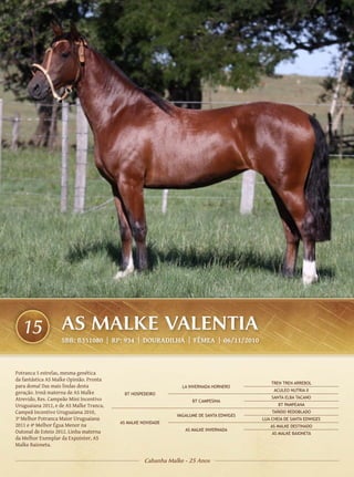 15               AS MALKE VALENTIA
                   SBB: B351080 | RP: 934 | DOURADILHA | FÊMEA | 06/11/2010



Potranca 5 estrelas, mesma genética
da fantástica AS Malke Opinião. Pronta
                                                                                              TREN TREN ARREBOL
para doma! Das mais lindas desta                                LA INVERNADA HORNERO
                                                                                               ACULEO NUTRIA II
geração. Irmã materna de AS Malke         BT HOSPEDEIRO
Atrevido, Res. Campeão Mini Incentivo                                                         SANTA ELBA TACANO
                                                                    BT CAMPESINA
Uruguaiana 2012, e de AS Malke Tranca,                                                           BT PAMPEANA
Campeã Incentivo Uruguaiana 2010,                                                             TAÑIDO REDOBLADO
                                                              VAGALUME DE SANTA EDWIGES
3ª Melhor Potranca Maior Uruguaiana                                                       LUA CHEIA DE SANTA EDWIGES
                                         AS MALKE NOVIDADE
2011 e 4ª Melhor Égua Menor na                                                               AS MALKE DESTINADO
Outonal de Esteio 2012. Linha materna                            AS MALKE INVERNADA
                                                                                              AS MALKE BAIONETA
da Melhor Exemplar da Expointer, AS
Malke Baioneta.

                                                   Cabanha Malke - 25 Anos
 