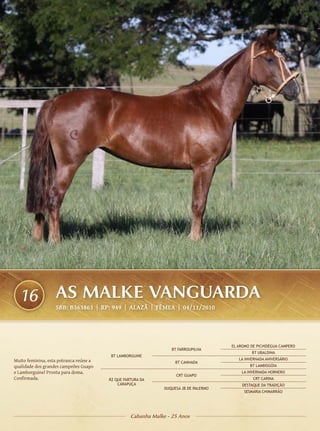 16               AS MALKE VANGUARDA
                   SBB: B363863 | RP: 949 | ALAZÃ | FÊMEA | 04/11/2010




                                                                                       EL AROMO DE PICHIDÉGUA CAMPERO
                                                                  BT FARROUPILHA
                                                                                                BT UBALDINA
                                         BT LAMBORGUINE
Muito feminina, esta potranca reúne a                                                     LA INVERNADA ANIVERSÁRIO
                                                                    BT CANHADA
qualidade dos grandes campeões Guapo                                                           BT LAMBISGÓIA
e Lamborguine! Pronta para doma.                                                           LA INVERNADA HORNERO
                                                                    CRT GUAPO
Confirmada.                             RZ QUE FARTURA DA                                        CRT CARINA
                                            CARAPUÇA                                       DESTAQUE DA TRADIÇÃO
                                                               DUQUESA JB DE PALERMO
                                                                                            SESMARIA CHIMARRÃO




                                                  Cabanha Malke - 25 Anos
 