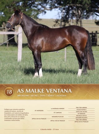18               AS MALKE VENTANA
                   SBB: B351090 | RP: 942 | ZAINA | FÊMEA | 19/10/2010




                                                                                              TREN TREN ARREBOL
                                                                  LA INVERNADA HORNERO
Pedigree que remonta a genética                                                                ACULEO NUTRIA II
campeã de Sedutor, através de               BT HOSPEDEIRO
                                                                                              SANTA ELBA TACANO
Hospedeiro, avô materno da ganhadora                                   BT CAMPESINA
                                                                                                 BT PAMPEANA
da Credenciadora de Inéditos de Balsa
                                                                                              MELINCUE CHUYCO
Nova 2012, Divisa de Los Campos.                                    MAÑANERO PICAFLOR
                                                                                             MANANERO PALOMITA
Confirmada e pronta para doma.          URTIGA 2424 DA TRADIÇÃO
                                                                                              TREN TREN ARREBOL
Feminina e muito bonita.                                          URTIGA 1030 DA TRADIÇÃO
                                                                                            URTIGA 354 DA TRADIÇÃO




                                                     Cabanha Malke - 25 Anos
 