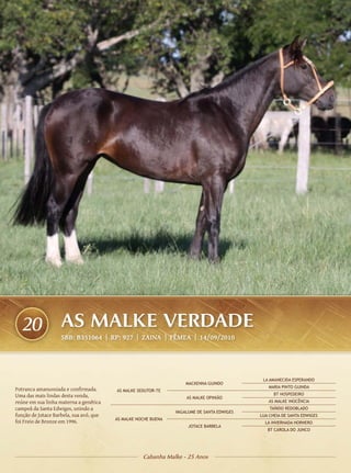 20                AS MALKE VERDADE
                    SBB: B351064 | RP: 927 | ZAINA | FÊMEA | 14/09/2010




                                                                                             LA AMANECIDA ESPERANDO
                                                                    MACKENNA GUINDO
                                                                                               MARIA PINTO GUINDA
Potranca amanunsiada e confirmada.       AS MALKE SEDUTOR-TE
Uma das mais lindas desta venda,                                                                  BT HOSPEDEIRO
                                                                    AS MALKE OPINIÃO
reúne em sua linha materna a genética                                                          AS MALKE INOCÊNCIA
campeã da Santa Edwiges, unindo a                                                               TAÑIDO REDOBLADO
                                                                VAGALUME DE SANTA EDWIGES
função de Jotace Barbela, sua avó, que                                                      LUA CHEIA DE SANTA EDWIGES
                                         AS MALKE NOCHE BUENA
foi Freio de Bronze em 1996.                                                                  LA INVERNADA HORNERO
                                                                     JOTACE BARBELA
                                                                                               BT CAROLA DO JUNCO




                                                    Cabanha Malke - 25 Anos
 
