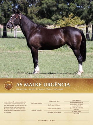 21                AS MALKE URGÊNCIA
                    SBB: B323104 | RP: 895 | PICAÇA | FÊMEA | 18/10/2009




                                                                                           CURICHE RIGOR
                                                                 LAS MERCEDES TACO
Linha materna de muita consistência!                                                    LAS MERCEDES TALAVERA
Cruzamento que esteve presente em        SANTA ELBA SEÑUELO
                                                                                        LAS CAMÉLIAS REFUERZO
30% dos finalistas do Freio de Ouro em                          SANTA ELBA PRESUMIDA
                                                                                          PALMIRA PIEDRAITA
2011 e 2012. Sua mãe foi a recordista
                                                                                        LA INVERNADA HORNERO
de preço do remate 2012 da Cabanha                             CHICÃO DE SANTA ODESSA
                                                                                             BT RAPOSA
Malke. Prenhez de AS Malke Sedutor-      AS MALKE MANDINGA
                                                                                           BT QUERO ÍNVIDO
TE. Domada.                                                    BT CONCEIÇÃO DO JUNCO
                                                                                             BT JEZEBEL




                                                   Cabanha Malke - 25 Anos
 