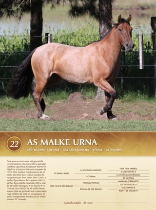 22                 AS MALKE URNA
                     SBB: B323090 | RP: 881 | GATEADA ROSILHA | FÊMEA | 26/09/2009


Para quem procura uma mãe garantida
recomendamos esta maravilhosa gateada!
Combina a genética dos craques Hornero e
Pilpilco e a função e beleza do campeão da                                                           TREN TREN ARREBOL
                                                                        LA INVERNADA HORNERO
FICCC 2012, Sedutor. Irmã materna de AS                                                               ACULEO NUTRIA II
                                                 BT MANO A MANO
Malke Jóia Rara (Res. Grande Campeã de                                                            LA INVERNADA ANIVERSÁRIO
                                                                              BT TIRANA
Uruguaiana por duas vezes, 2003 e 2005, 4ª                                                              BT NICOTINA
Melhor Égua Menor da Expointer 2003, 4ª                                                            NARANJAL QUEBRADITO
Melhor Égua Adulta Expointer 2005 e mãe                                   TRONGOL PILPILCO
                                                                                                     LOS TILOS ALLULLA
de AS Malke Rancagua, 4ª no Bocal e 8ª no    ROSI 1044 DE SÃO BIBIANO
Freio de Ouro 2012) e de AS Malke Herra-                                                               GUAZU MONO II
                                                                        ROSI 686 DE SÃO BIBIANO
mienta (mãe da ganhadora da credenciado-                                                            ROSI 14 DE NAZARETH
ra de inéditos de 2013 em Uruguaiana, AS
Malke Tempestade). Prenhez de AS Malke
Sedutor-TE. Domada.
                                                           Cabanha Malke - 25 Anos
 